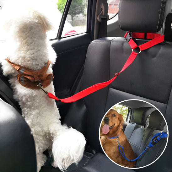 CHIEN AUTO ATTACHE LAISSE REGARDE