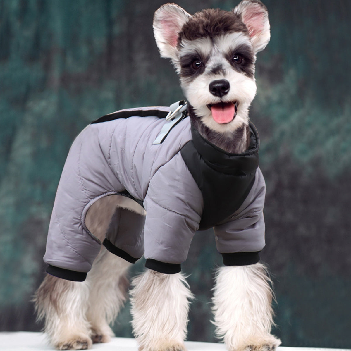chien debout porte son manteau chaud