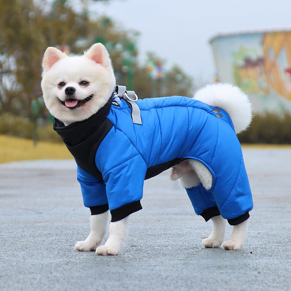 chien avec son manteau d'hiver