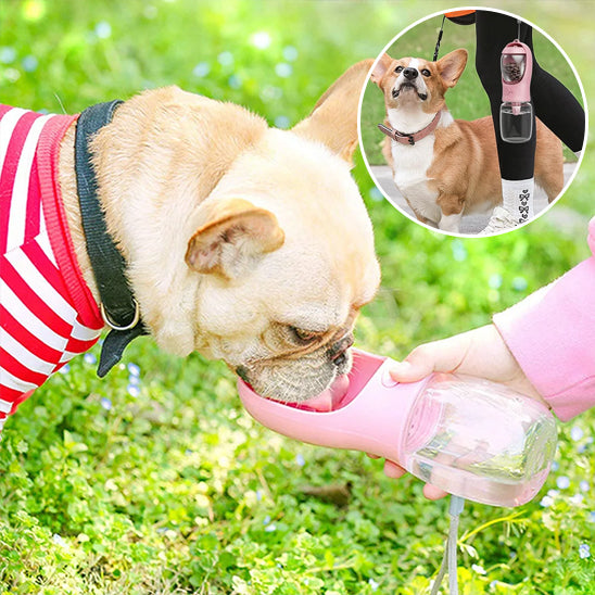 chien gourde promenade boit eau