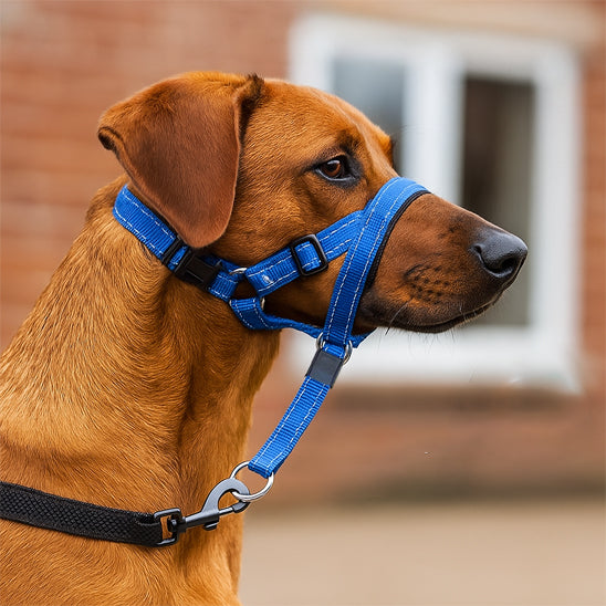 chien museliere