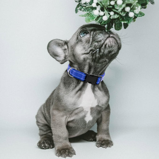 chien regard qui porte collier en nylon
