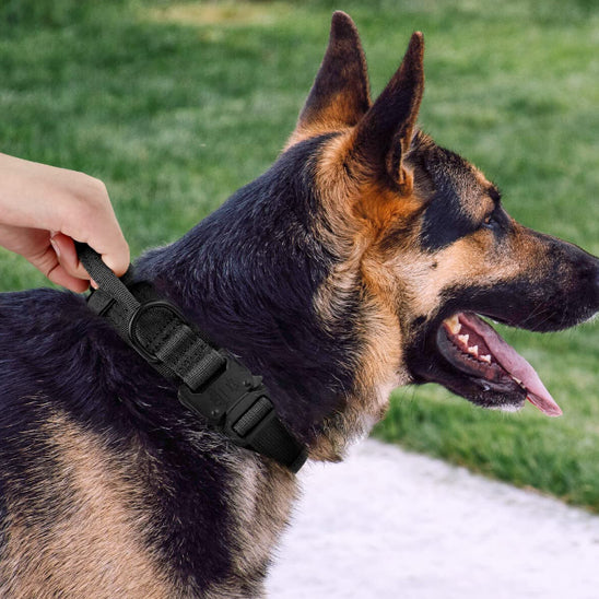 collier tactique pour chien