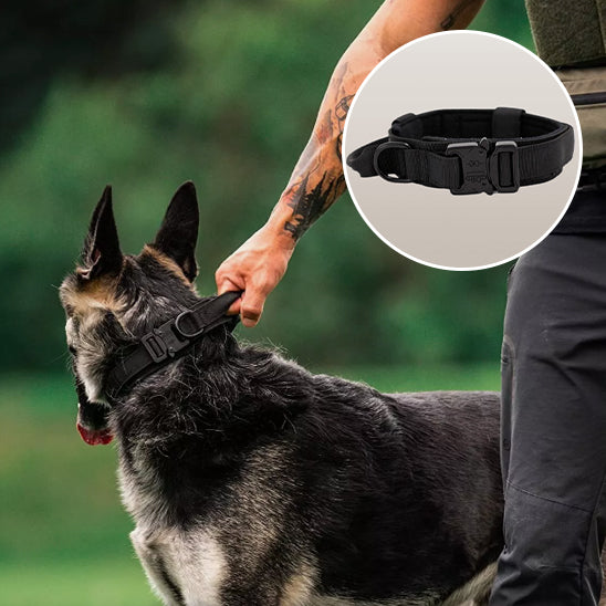 homme avec son chien collier tactique
