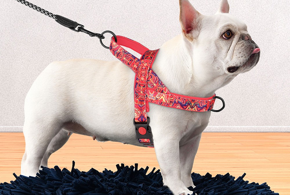 harnais chien front