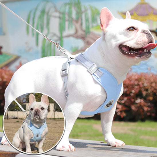 harnais chien bleu laisse avec