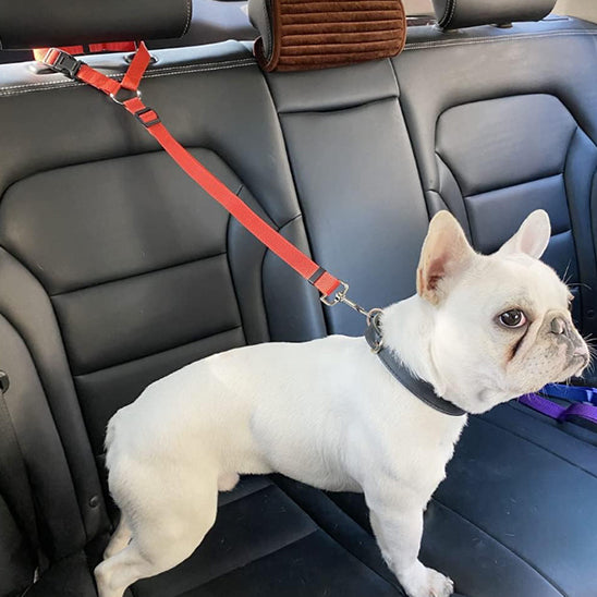 petit chien avec laisse dans voiture