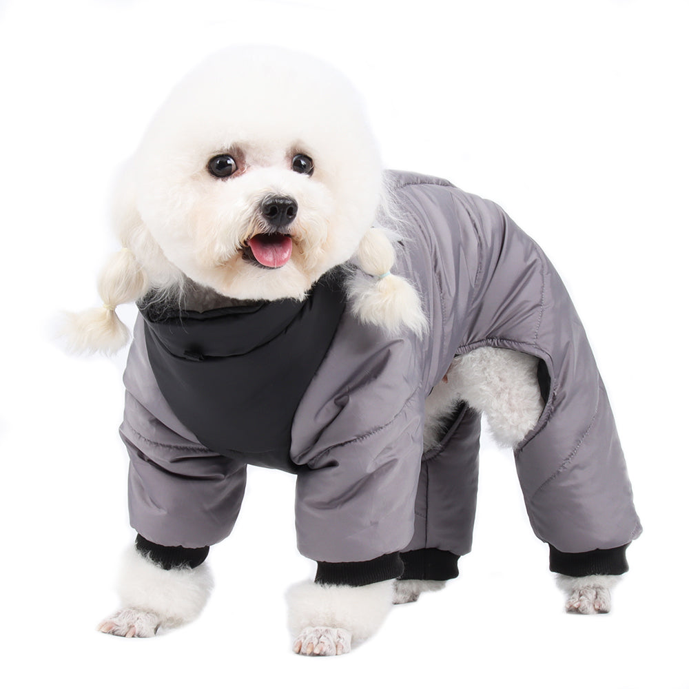 petit chien avec son manteau d'hiver