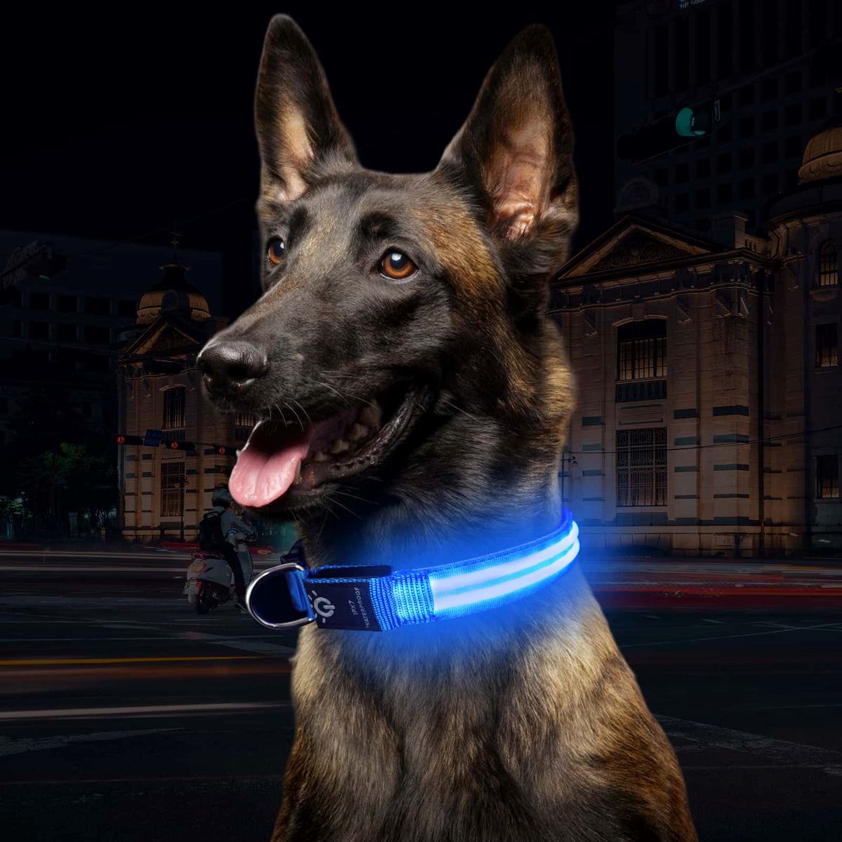 Collier Chien | LEDCollarDog™ - Bleu