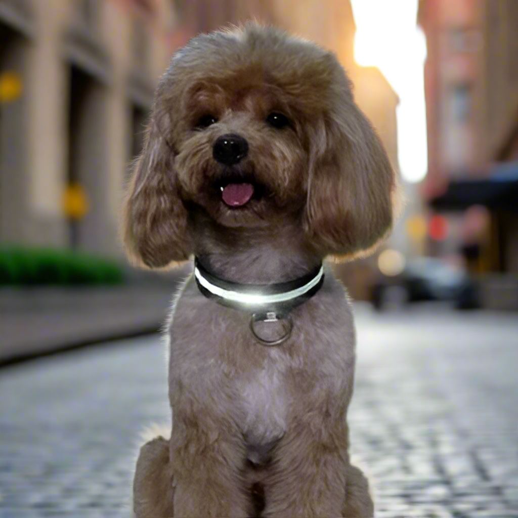 Collier Chien | LEDCollarDog™ - Noir