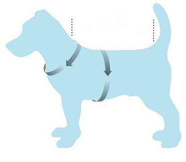 mesurer la taille du chien