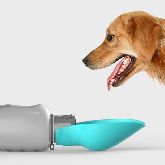 chien en face de sa gourde pour boire