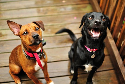 deux chien en bonne santé 