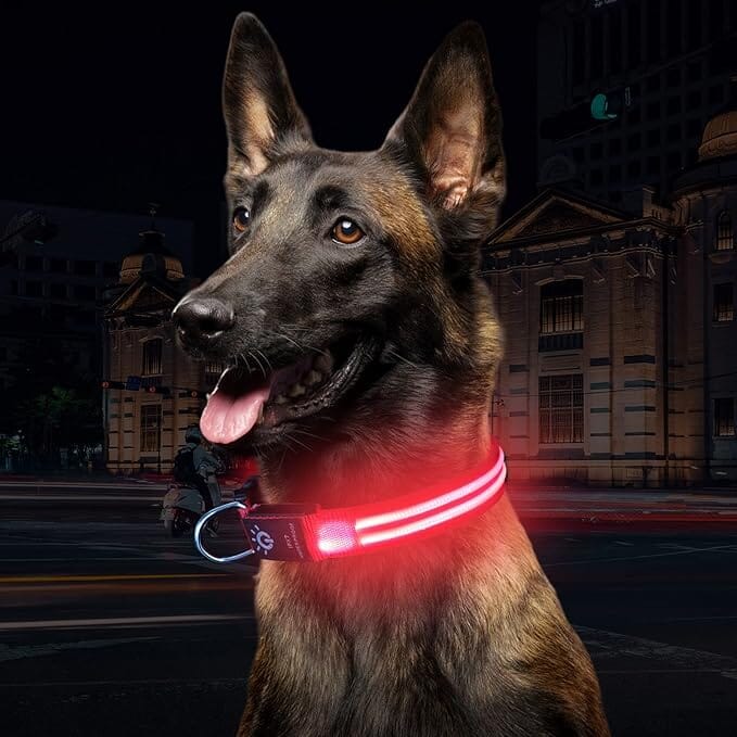 Collier Chien | LEDCollarDog™ - Rose