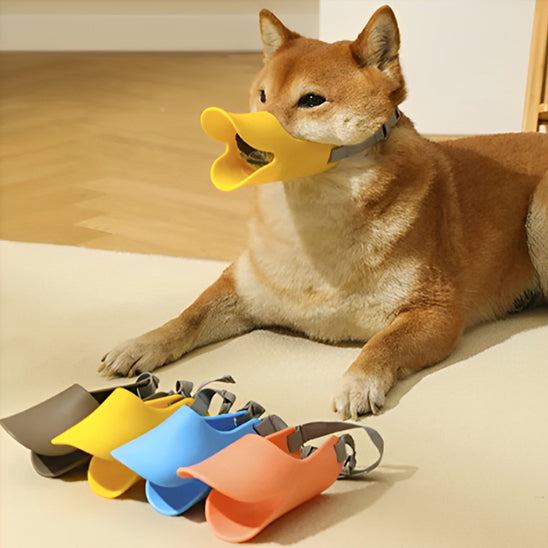Chien-avec differentes muselieres