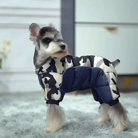 manteau chien en démonstration 