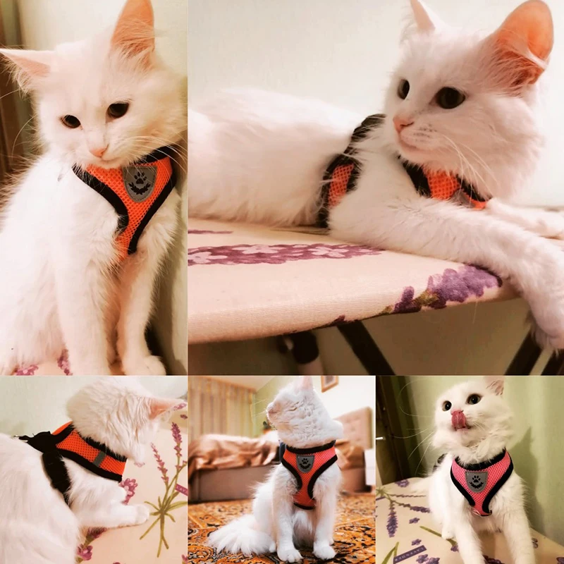 chat harnais
