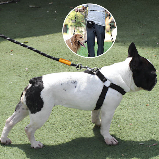 chien avec laisse