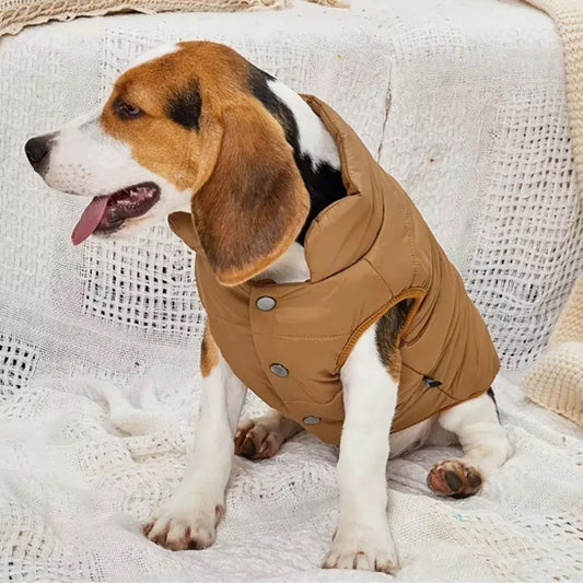chien avec manteau pose canape