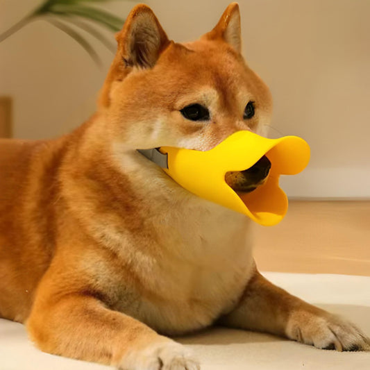 chien avec museliere jaune