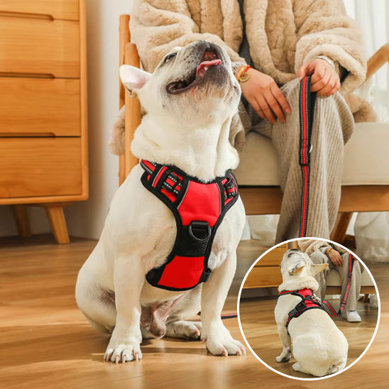 chien avec son harnais bien ajustée