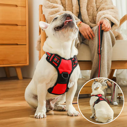 chien avec son harnais bien ajustée
