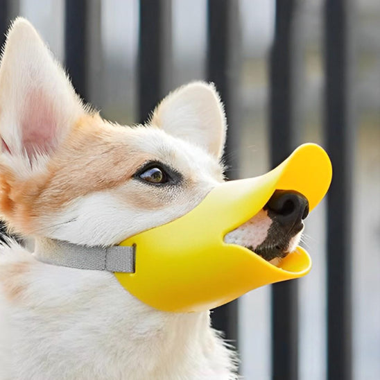 chien blanc avec museliere jaune