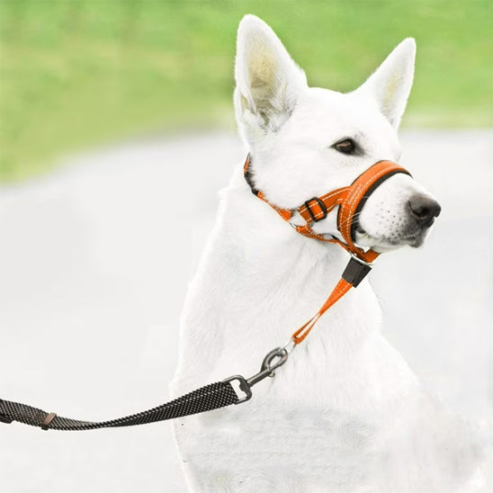 chien blanc museliere