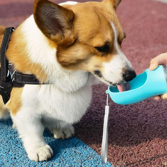 chien boit eau avec gourde