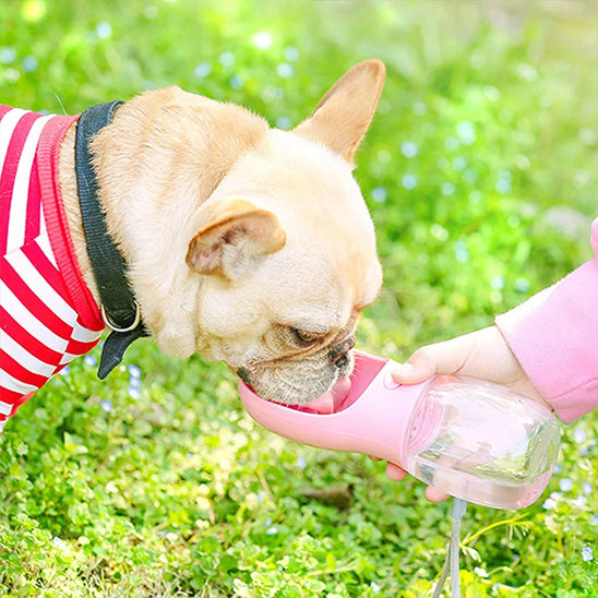 chien boit gourde rose