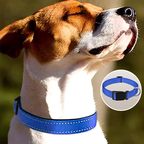collier chien porté en sécurité