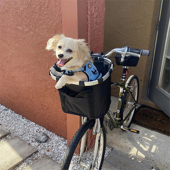 chien dans panier velo content