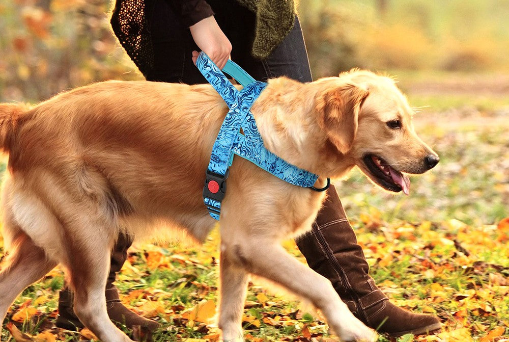  chien harnais balade femme
