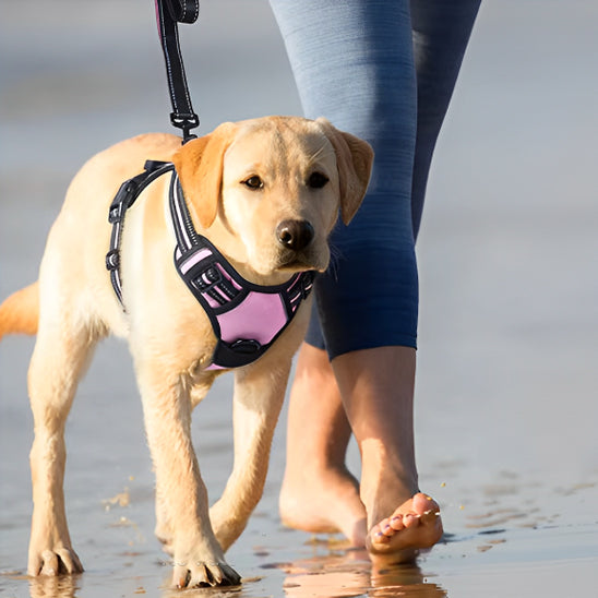 femme se promène avec son chien avec harnais