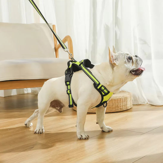 chien tire avec son harnais ajustable