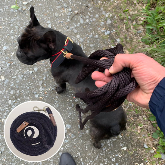 chien laisse marche