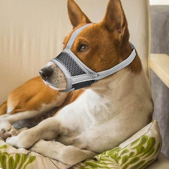 chien porte muselière sur canapé