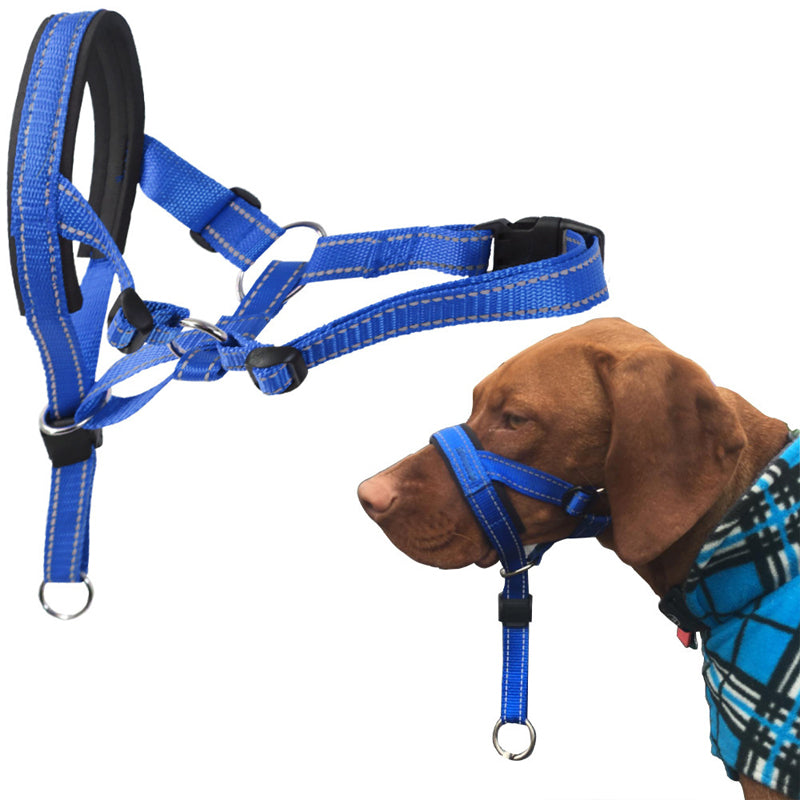 chien museliere bleu