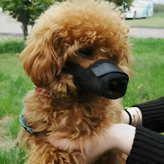 chien museliere parc