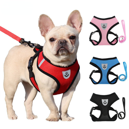 chien petit harnais