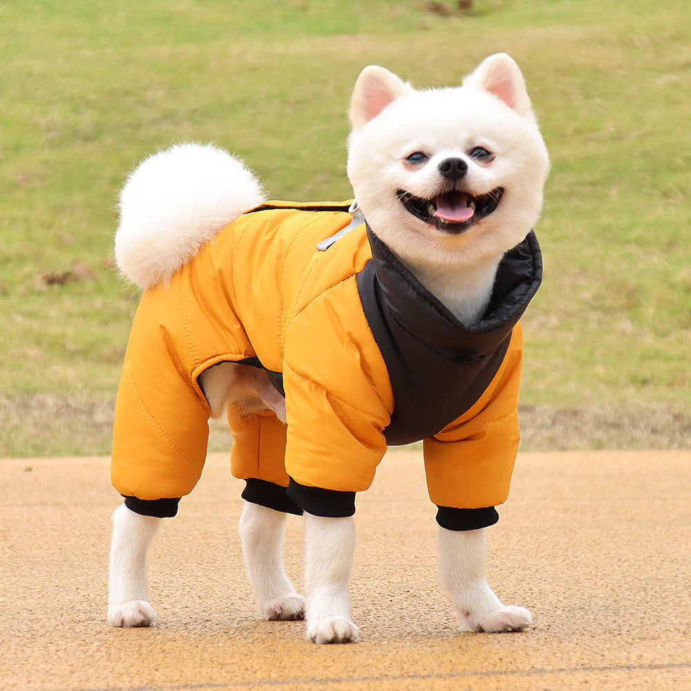 chien qui porte son manteau pour hiver