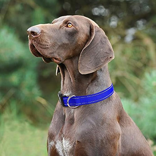 Collier pour chien bleu réfléchissant