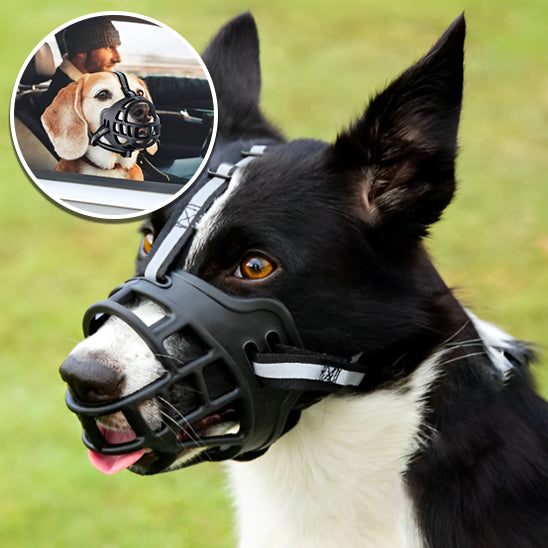 chien porte museliere debout