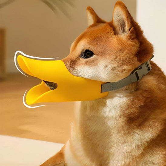 chien porte museliere jaune