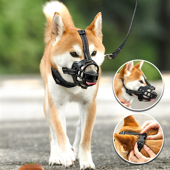 chien porte museliere