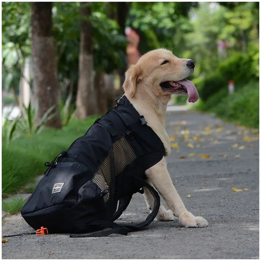 chien porte sac a dos parc