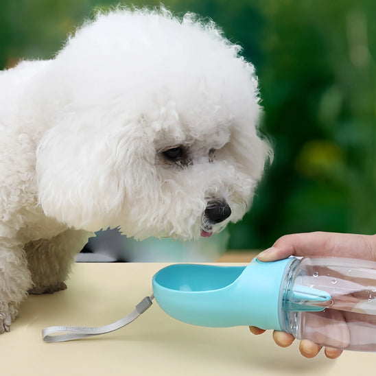 chien proche de sa gourde