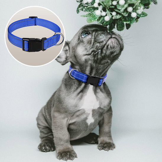 collier et chien réfléchissant en nylon