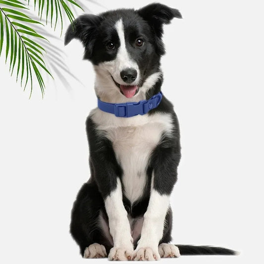 chien pote son collier en pvc bleu 
