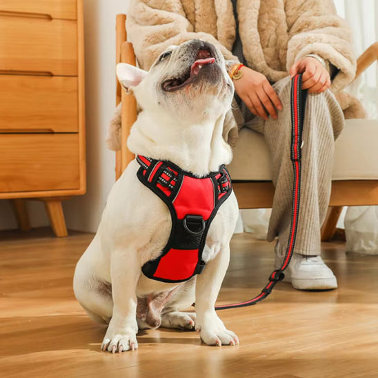 chien regarde son maître avec harnais